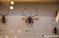 VBS_1066 - Riapre il Museo di Scienze Naturali dopo dieci anni di chiusura